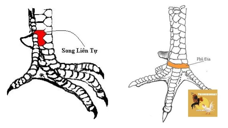 Top các loại vảy gà chọi độc báo hiệu thần kê sắp đến 7 Vấn sáo - Lớp vảy gà chọi độc đã quá nổi tiếng